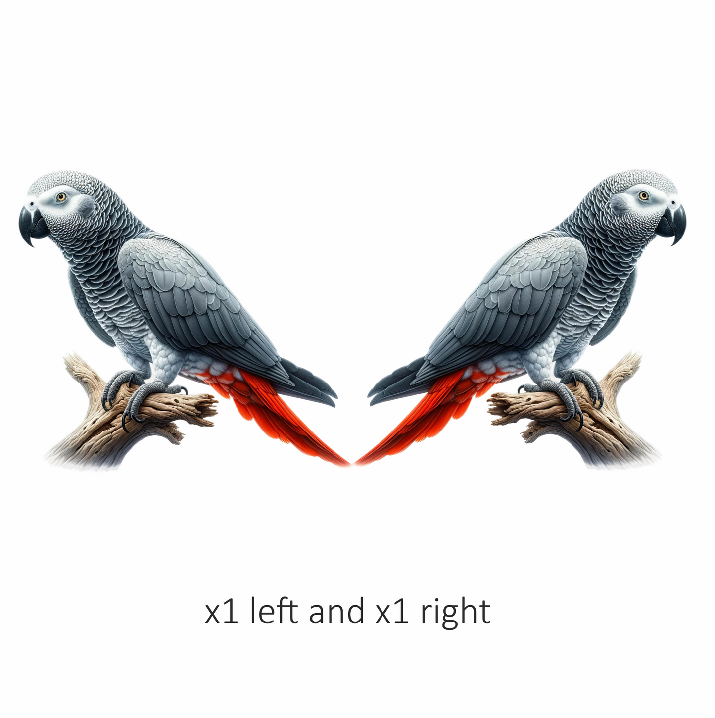 Grey Parrot Bird With Red Feathers Vinyl Sticker Decal