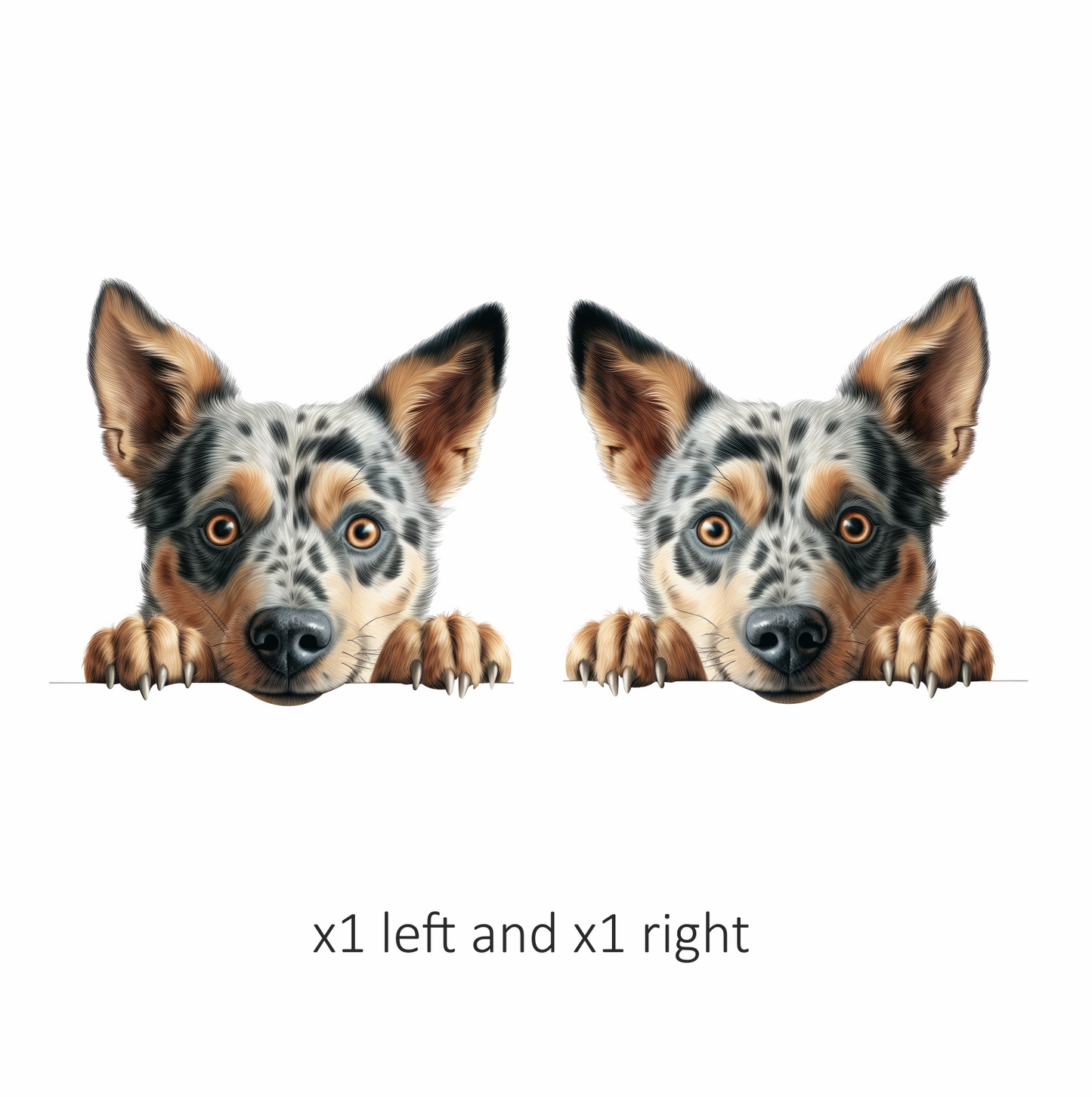 Blue Dog Australian Cattle Curious Vinyl Sticker Decal