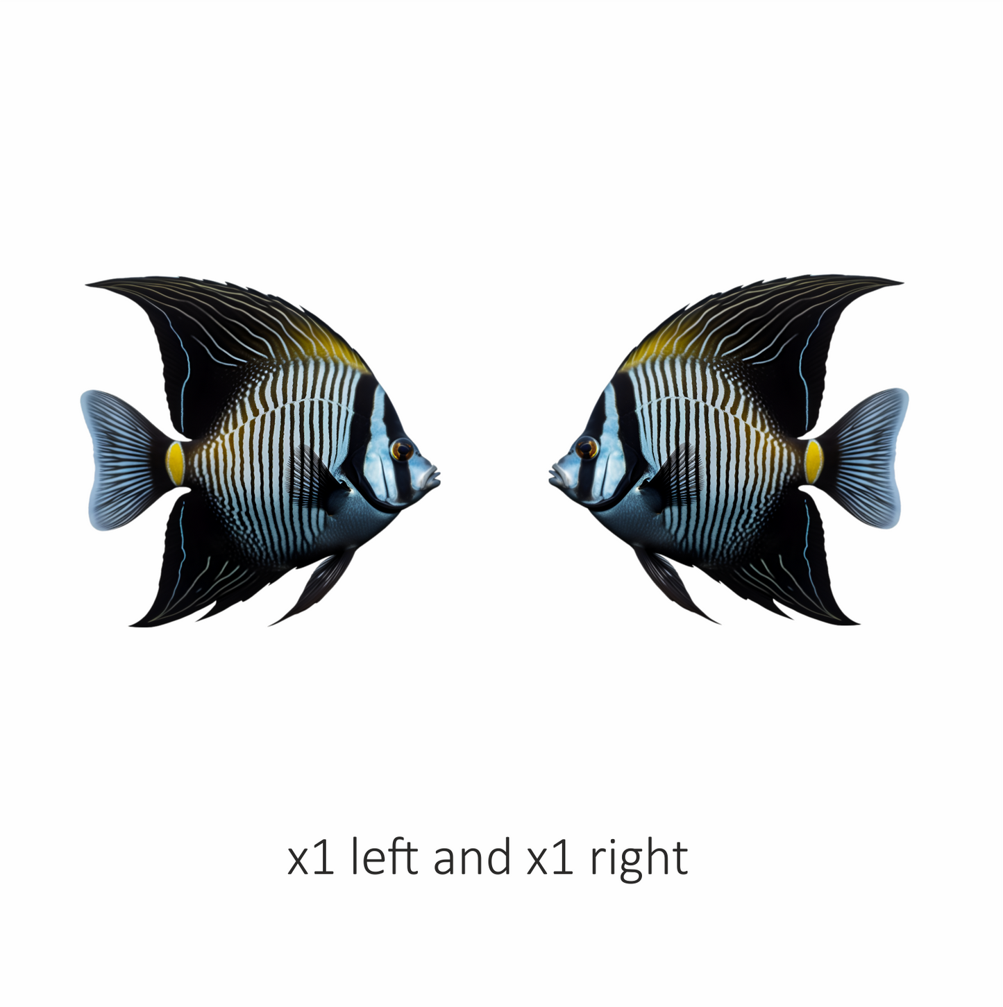 Black White Striped Angelfish Tropical Vinyl Sticker Decal
