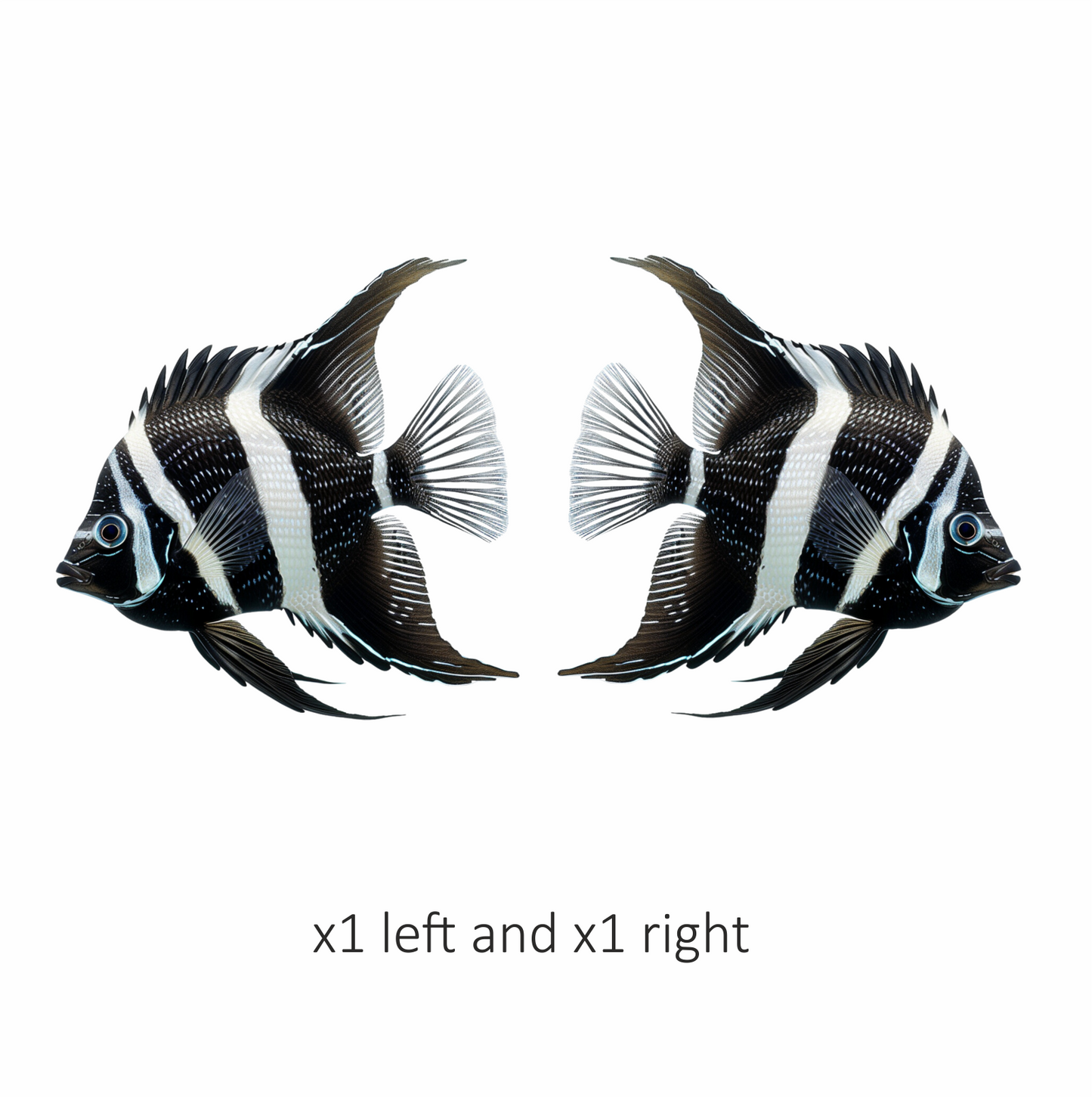 Black White Fish Angelfish Tropical Vinyl Sticker Decal