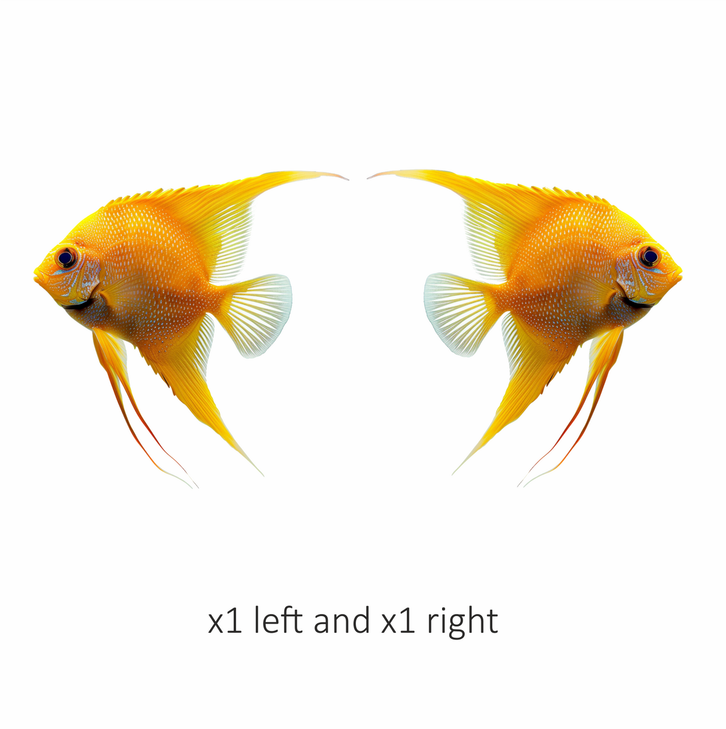 Orange Fish Freshwater Angelfish Side Vinyl Sticker Decal