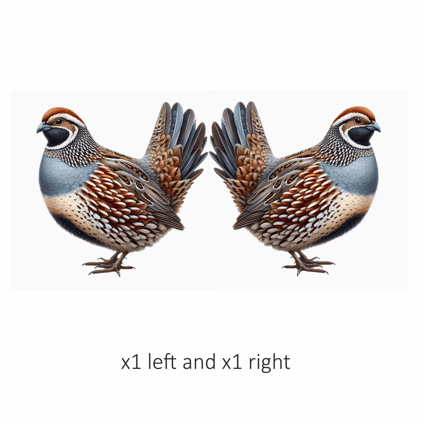 Brown Quail Bird Bobwhite Species Vinyl Sticker Decal