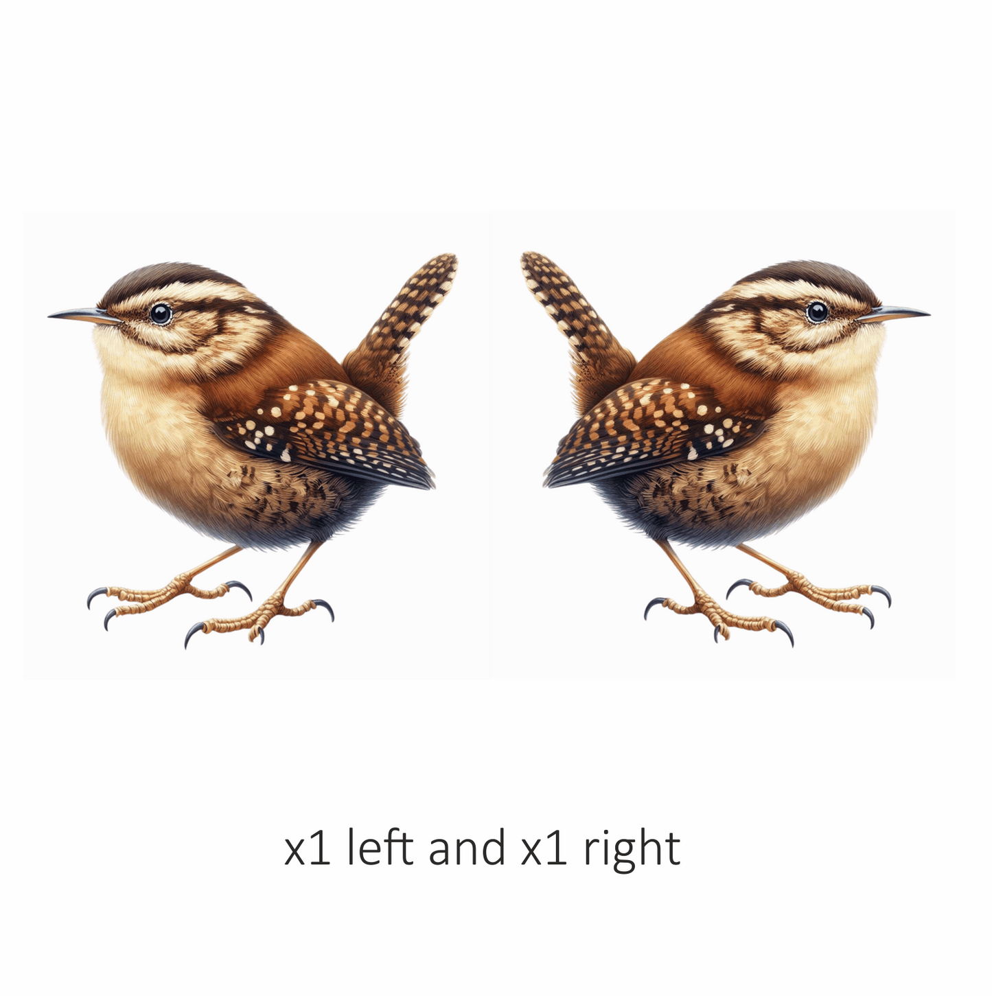 Brown Wren Small Bird Realistic Vinyl Sticker Decal