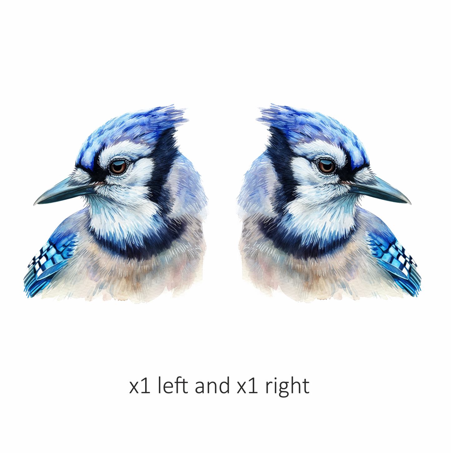 Blue Jay Bird Head Close Vinyl Sticker Decal