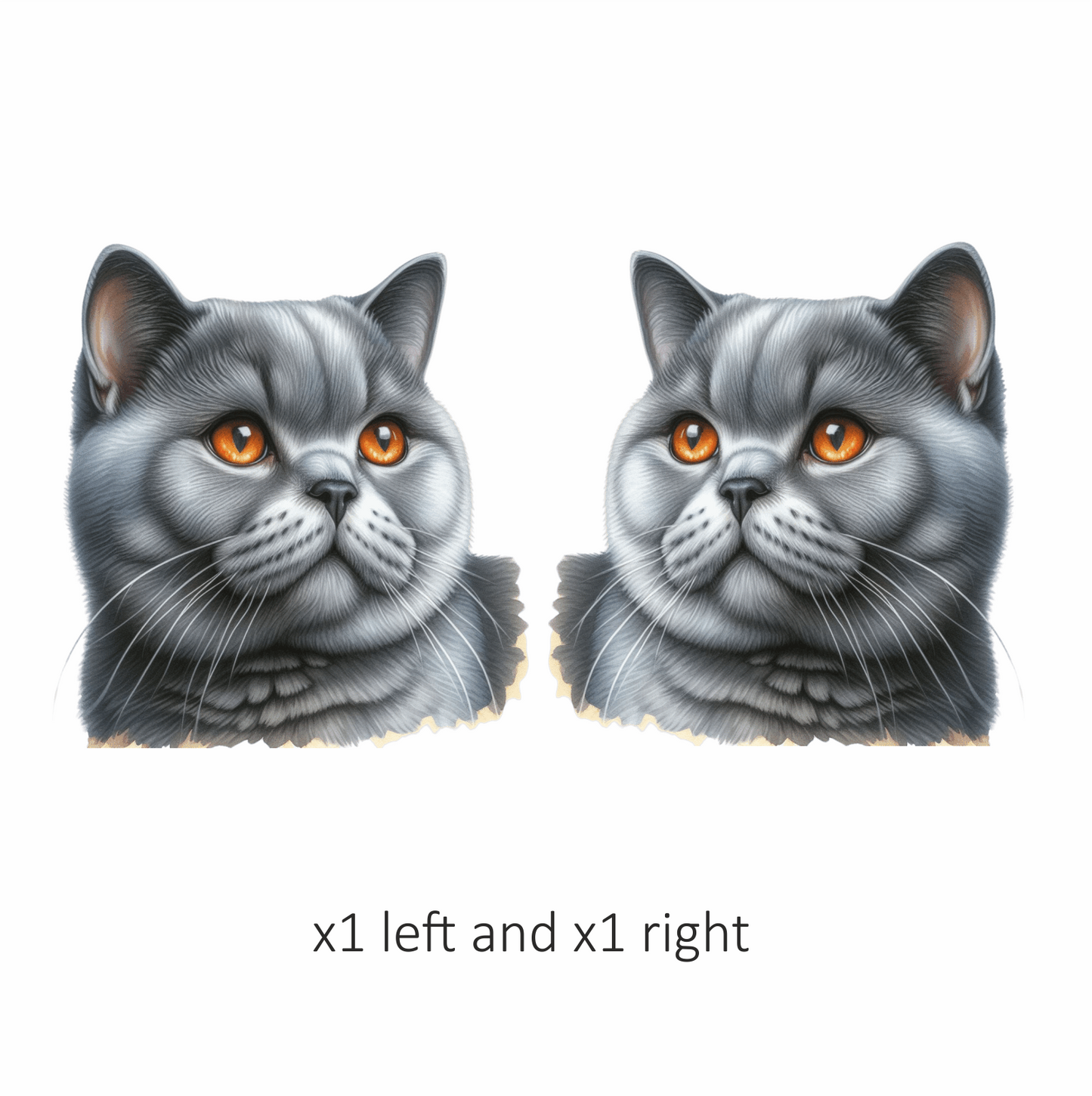 Gray British Shorthair Cat With Amber Eyes Vinyl Sticker Decal