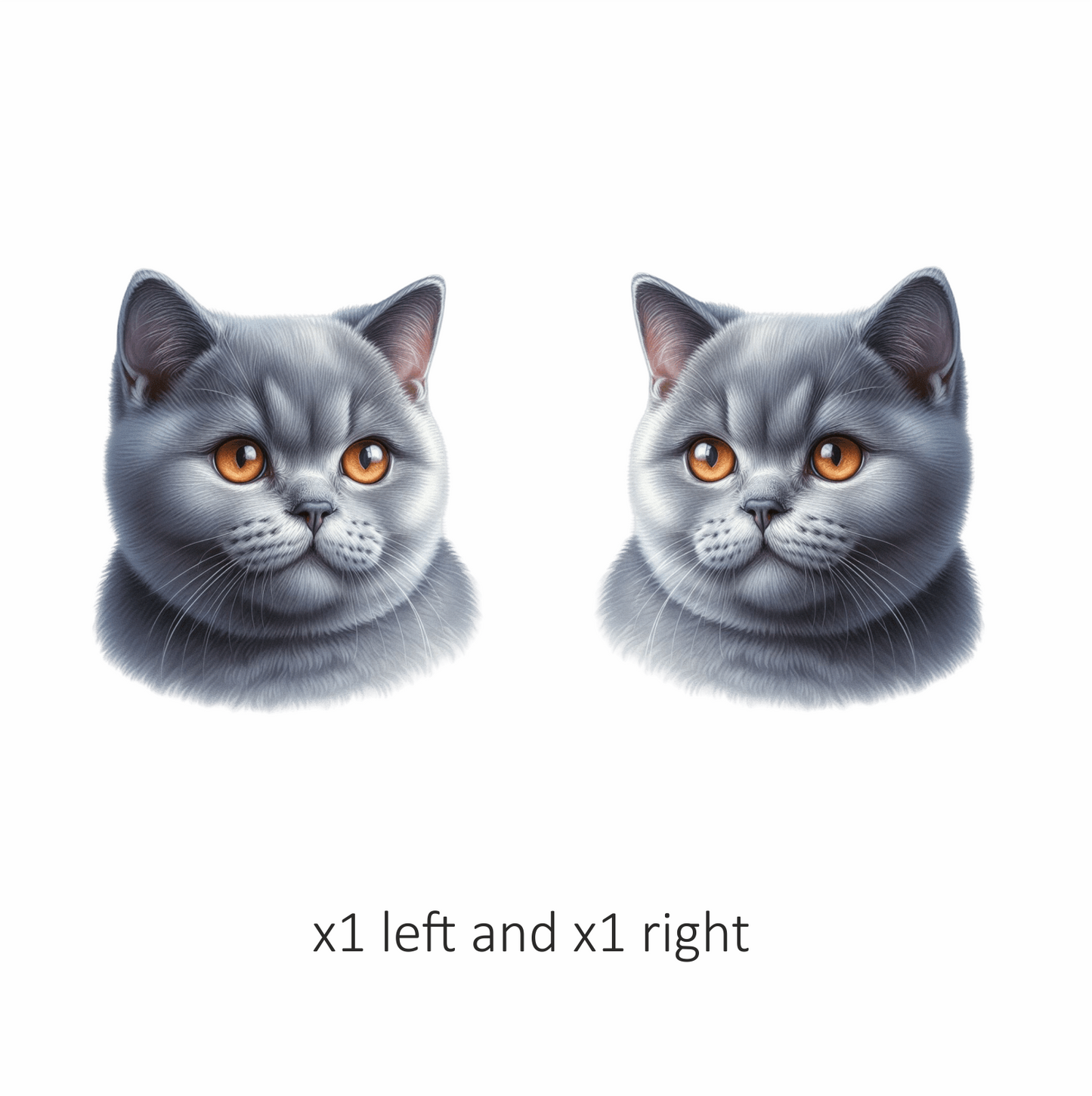 Gray British Shorthair Cat With Orange Eyes Vinyl Sticker Decal