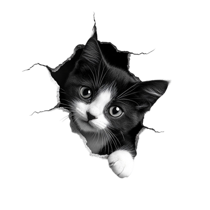 Black White Kitten With Round Eyes Vinyl Sticker Decal