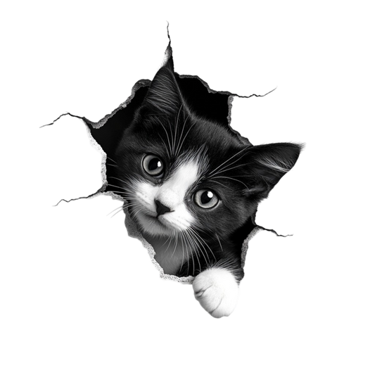 Black White Kitten With Round Eyes Vinyl Sticker Decal