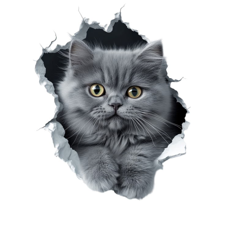 Grey Fluffy Kitten With Yellow Eyes Vinyl Sticker Decal