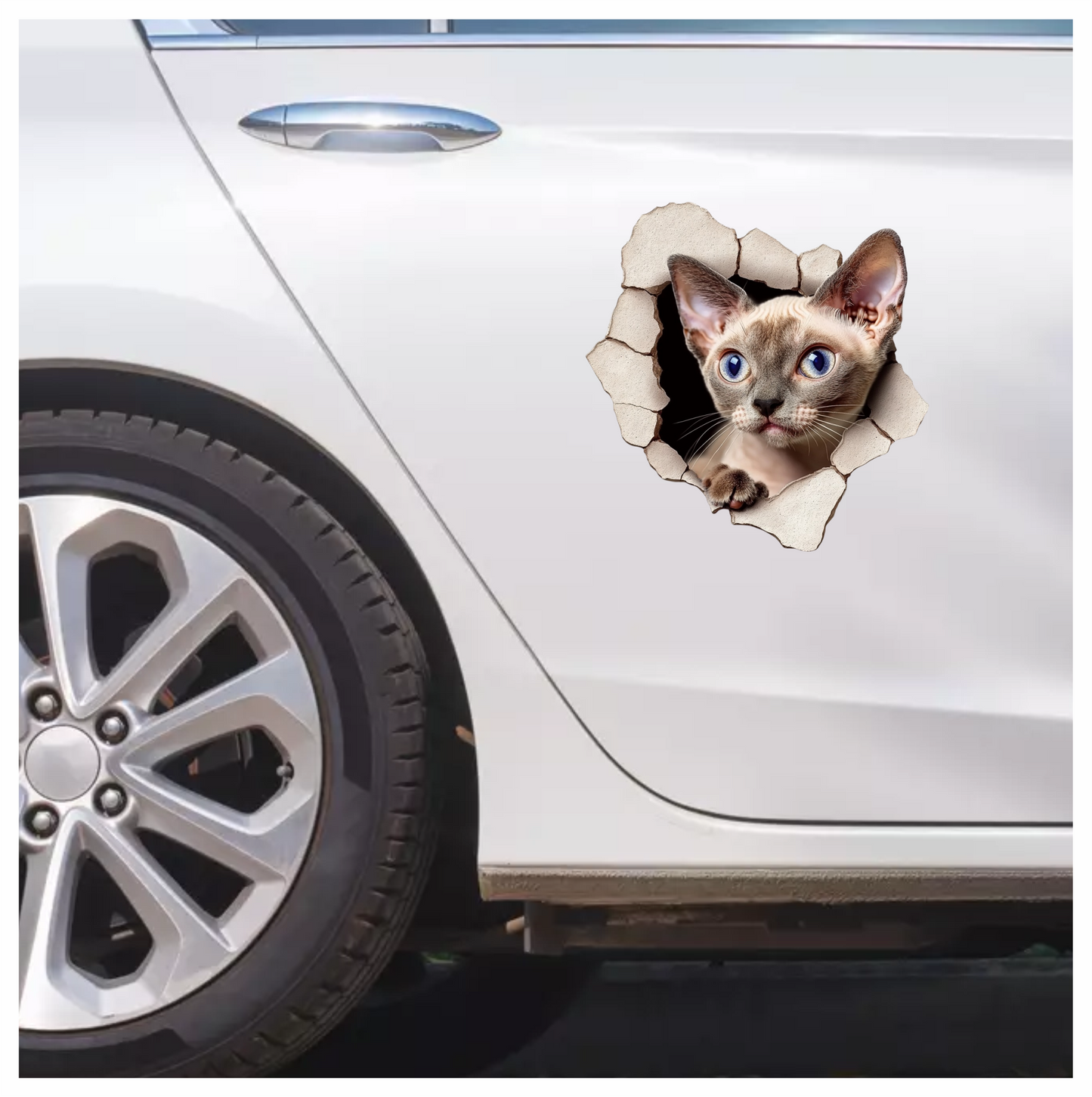 Cream Devon Rex Cat With Blue Eyes Vinyl Sticker Decal