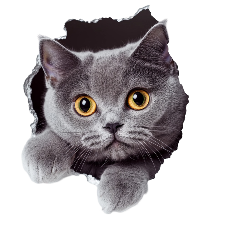 Gray British Shorthair Cat With Amber Eyes Vinyl Sticker Decal