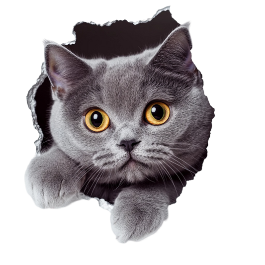 Gray British Shorthair Cat With Amber Eyes Vinyl Sticker Decal