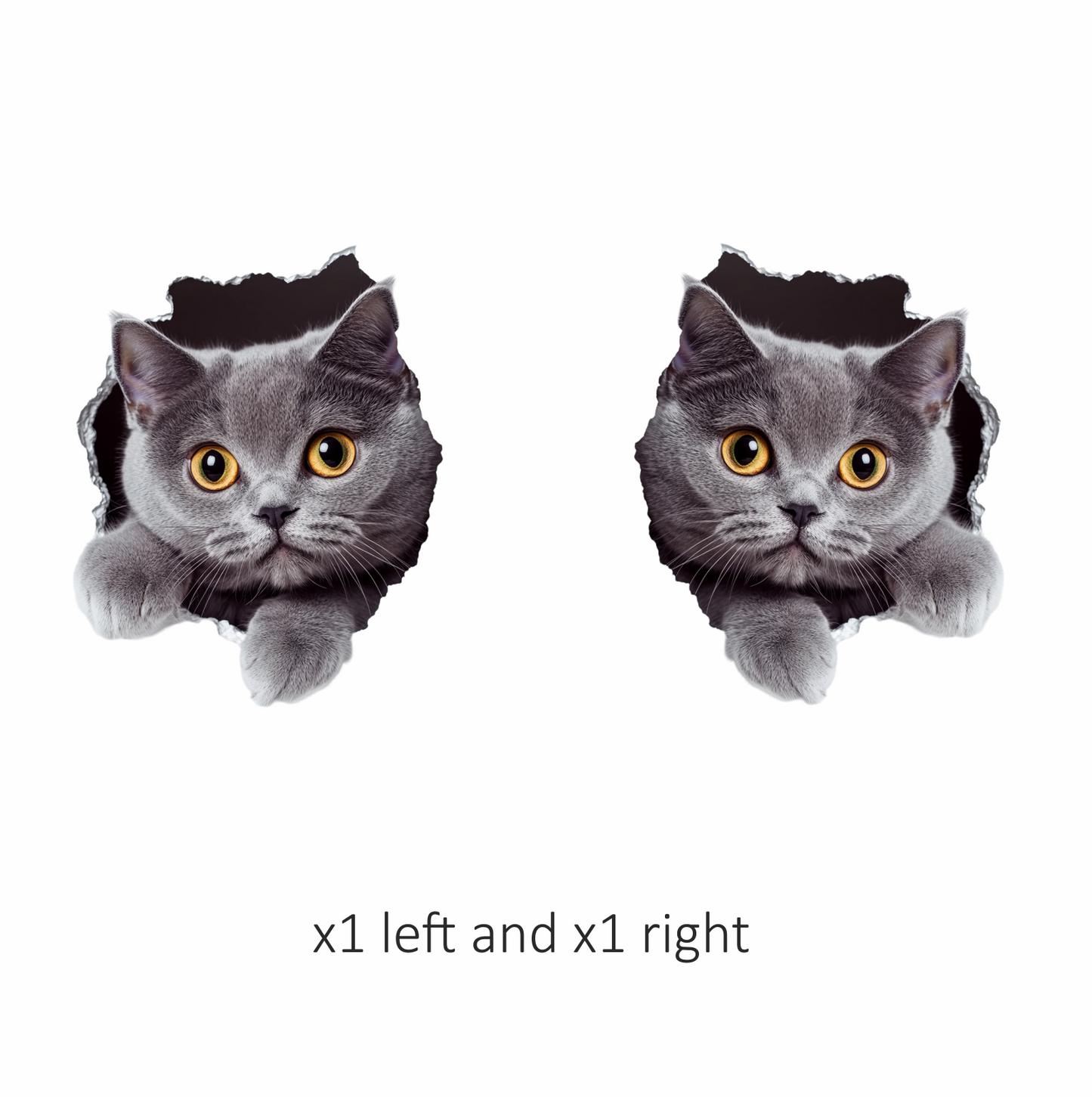 Gray British Shorthair Cat With Amber Eyes Vinyl Sticker Decal