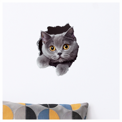 Gray British Shorthair Cat With Amber Eyes Vinyl Sticker Decal