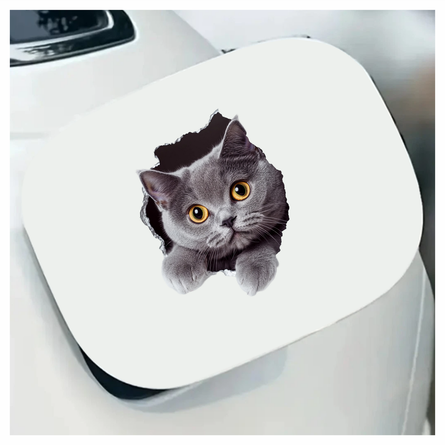 Gray British Shorthair Cat With Amber Eyes Vinyl Sticker Decal