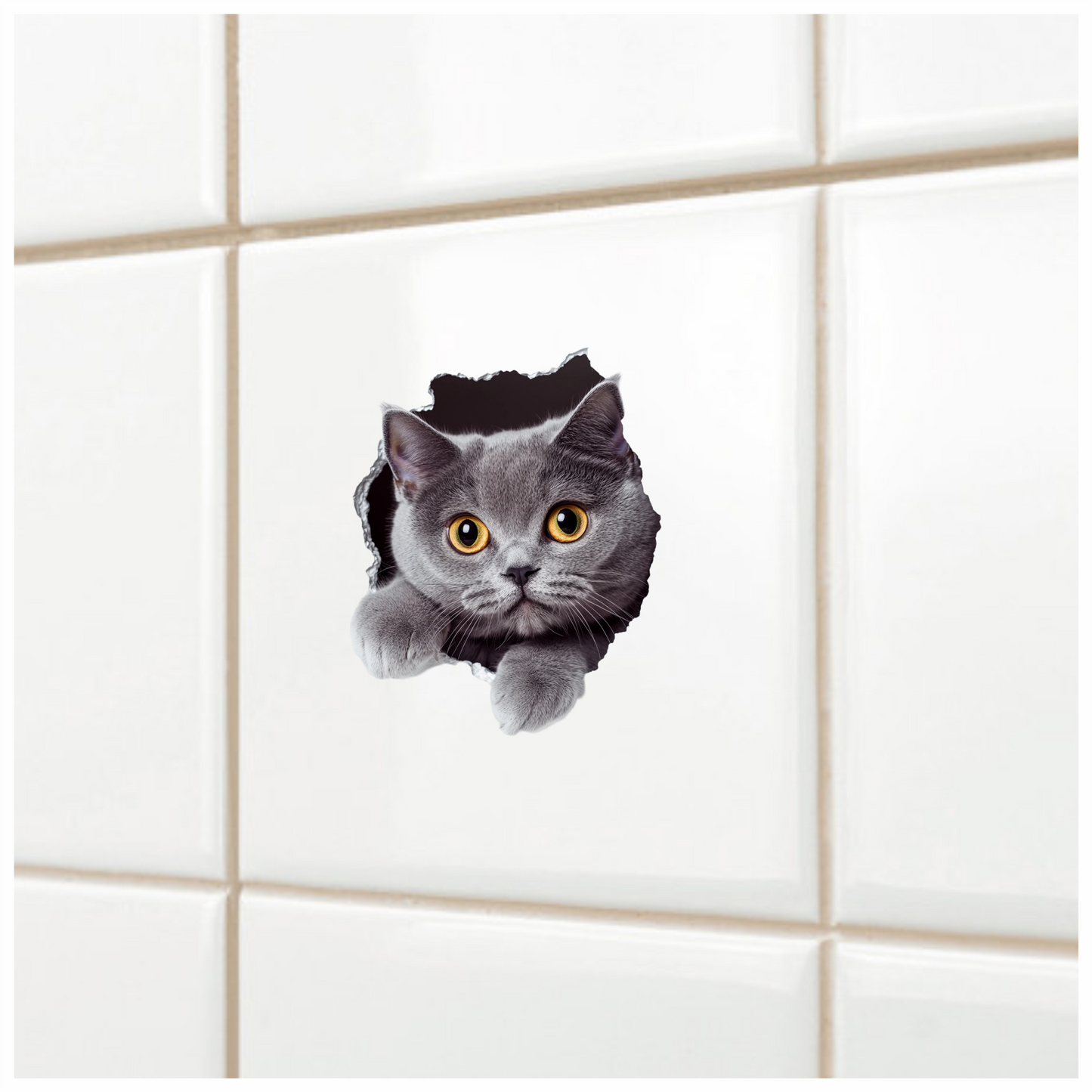 Gray British Shorthair Cat With Amber Eyes Vinyl Sticker Decal