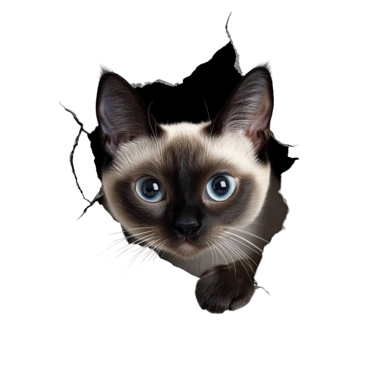 Brown Siamese Cat With Blue Eyes Vinyl Sticker Decal