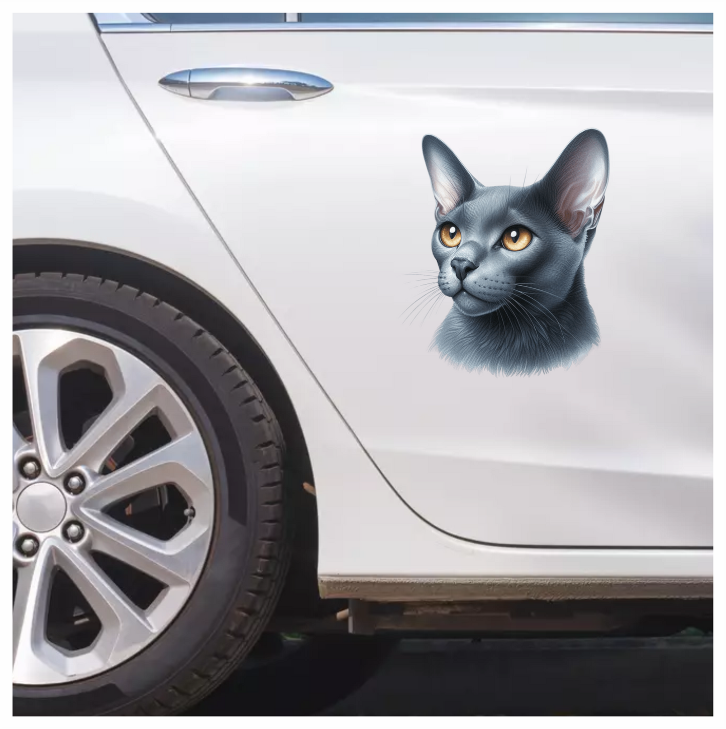 Gray Burmese Cat With Orange Eyes Vinyl Sticker Decal