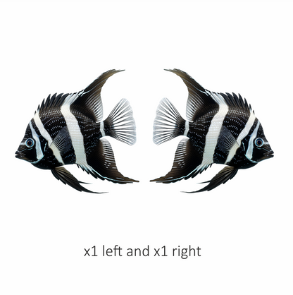 Black White Fish Angelfish Tropical Vinyl Sticker Decal