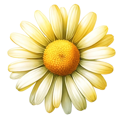 Yellow White Daisy Flower Nature Vinyl Sticker Decal