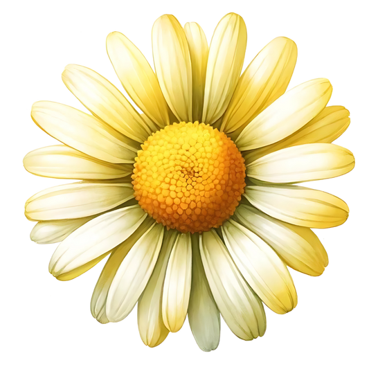 Yellow White Daisy Flower Nature Vinyl Sticker Decal