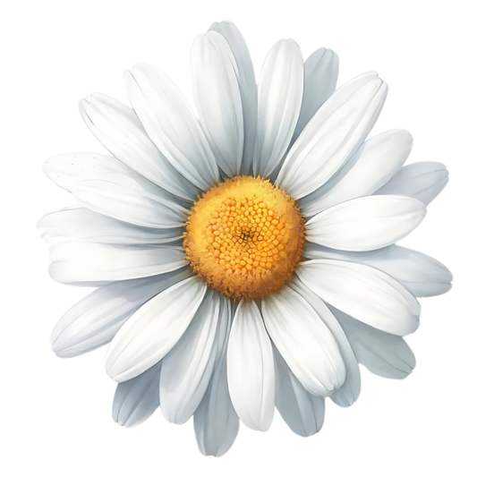 White Yellow Daisy Flower Bloom Vinyl Sticker Decal
