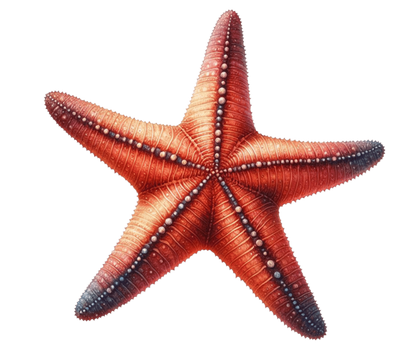 Red Starfish Vinyl Sticker Decal