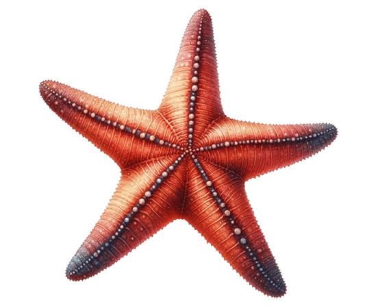 Red Starfish Vinyl Sticker Decal